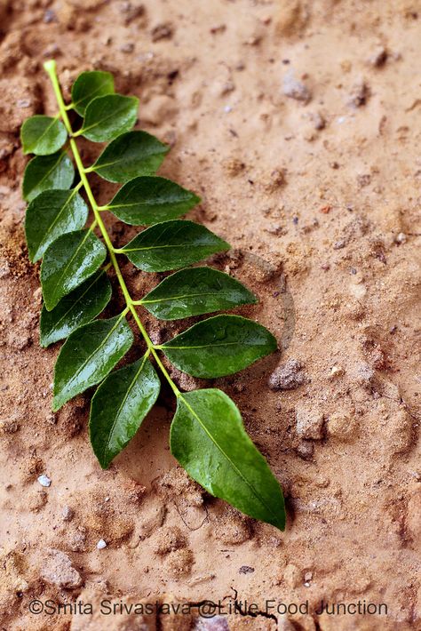 Food Forests, Spice Island, Food Art Photography, Food Forest, 52 Weeks, Lose Pounds, Spices And Herbs, Curry Leaves, Edible Flowers