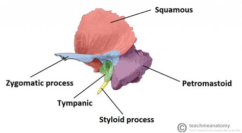 Petrous Portion of Temporal Bone -solid bone that forms most of posterior inferior part of Temporal Bone Temporal Bone, Femur Bone Anatomy, Parietal Bone Anatomy, Vertigo Causes, Human Bone Structure, Humerous Bone Anatomy, Temporal Bone Anatomy, Ulna Bone Diagram, California State University Northridge