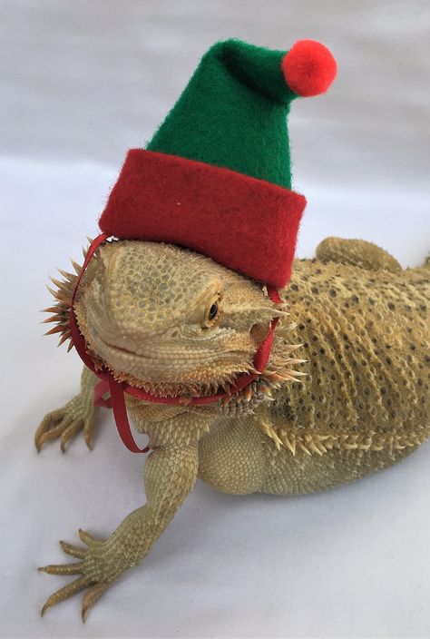 Bearded Dragon Christmas Tank, Bearded Dragon Christmas, Bearded Dragon Costumes, Diy Bearded Dragon Enclosure, Lizard Costume, Bearded Dragon Clothes, Dragon Halloween Costume, Bearded Dragon Diy, Dragon Accessories