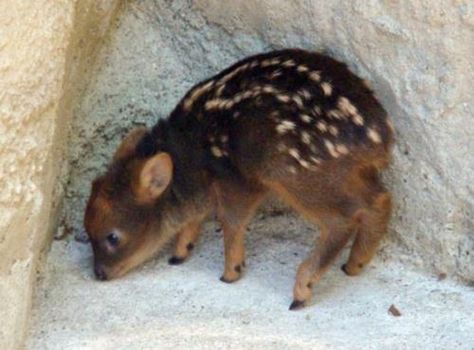 The Pudu: World’s smallest deer. They live in bamboo thickets to hide from predators, and can weigh up to 12 kilograms (26 pounds). :3 Small Deer, Tiny Animals, Nosara, Awesome Animals, Springer Spaniel, Baby Deer, Cute Creatures, Sweet Animals, Cavalier King Charles