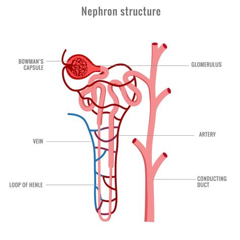 Endocrine System Drawing, Nephron Diagram Easy, Urinary System Drawing, Structure Of Nephron, Nephron Diagram, Kidney Drawing, Kidney Structure, Kidney Nephron, Biology Diagrams