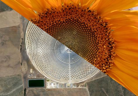 Biomimicry has inspired many breakthroughs in energy generation. Power Technology looks at some of the designs and research that could drive efficiency up. Product Design Ideas, Biomimicry Examples, Tidal Power, Tidal Energy, Sunflower Head, Photovoltaic Cells, Nature Education, Student Christmas Gifts, Fibonacci Spiral