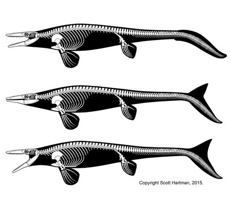 Tylosaurus-tail-controversy Skeletal Drawing, Dino Skeleton, Sea Dinosaurs, Animal Skeleton, Skeleton Model, Skeleton Drawings, Animal Skeletons, Dinosaur Drawing, Dinosaur Pictures