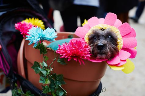 The 40+ Best Dog Costumes EVER +#refinery29 New York City Halloween, Best Dog Costumes, York Dog, Dog Parade, Best Costumes, Pet Parade, Bird Barn, Famous Dogs, Cat Costume