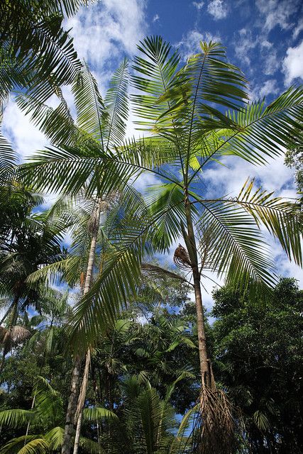 Acai berry or Huasai,Amazon Basin,Peru | The açaí palm (Port… | Flickr Hearts Of Palm, Sacred Tree, Acai Berry, Belize, Palm Tree, South America, Palm Trees, Peru, Planting Flowers