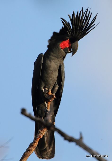 Palm cockatoo (Probosciger aterrimus), also known as the goliath cockatoo or great black cockatoo. New Guinea and far north Queensland, Australia. Palm Cockatoo, Australian Parrots, Black Cockatoo, Tropical Backyard, Australia Animals, World Birds, North Queensland, Rare Birds, Australian Birds