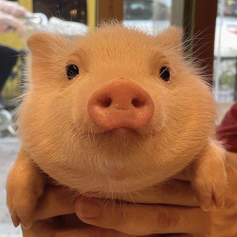 Pig Pics, Pig Pictures, Cute Piglets, Mini Pigs, Foster Kittens, Cute Piggies, Pet Pigs, Pig Lovers