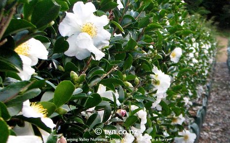 Camellia Sasanqua, Garden Hedges, Living Walls, Front Landscaping, Garden Design Plans, Yellow Brick Road, Plant List, White Gardens, Living Wall