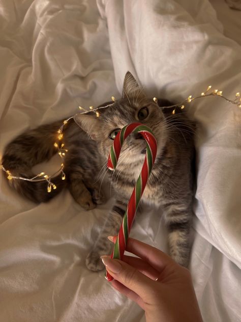 Christmas Cat Photos, Christmas Dreaming, Cosy Christmas, Christmas Feeling, Warm Christmas, Christmas Icons, Cat Aesthetic, Christmas Mood, Fete Halloween