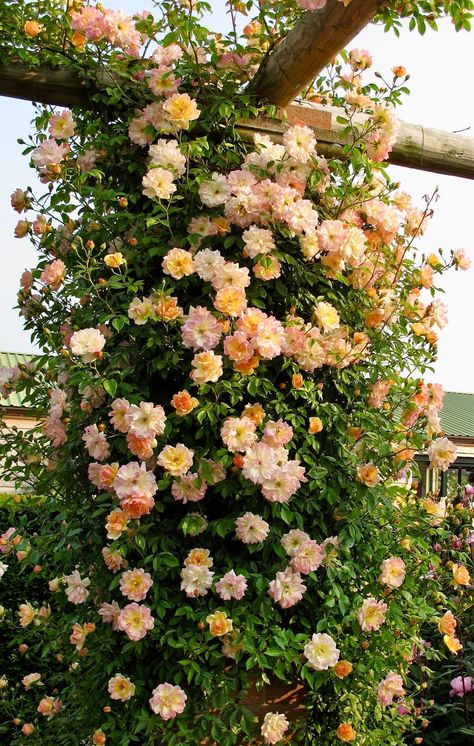 Rose Garden Landscape, Rambling Rose, Strawberry Hill, Growing Roses, Climbing Roses, Garden Structures, Salmon Pink, English Garden, Rose Garden