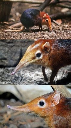 Elephant Shrew, Animal References, Interesting Animals, Unusual Animals, Rare Animals, Baby Animals Funny, Weird Creatures, Cute Wild Animals, Weird Animals