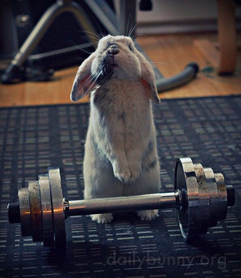 Gym bunny takes a quick breather between sets - July 20, 2015 Bunnies Pictures, Gym Bunny, Cute Bunny Pictures, Bunny Mom, House Rabbit, Bunny Pictures, Pet Bunny, Bunny Lovers