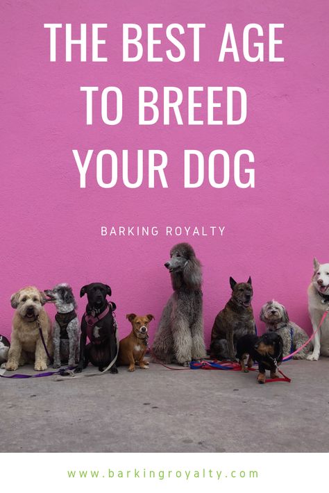 How Old Does a Dog Have To Be To Breed? #dogs #dogbreeds #dogbreeding #dog #doghealth Dog Breeding Kennels, Dog Breeding Business, Service Dogs Breeds, Miniature Dog Breeds, Dog Breeds That Dont Shed, Dog Lifestyle, Family Friendly Dogs, Hypoallergenic Dog Breed, Build A Dog House