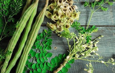 The Moringa Oleifera (MO) plant is commonly known as the drumstick tree or miracle tree. You can buy different Moringa products in Pakistan from local and online shops. Almost every part of the tree, such as stems, seeds, and leaves, contains essential dietary supplements and nutrition. Moringa Products, Moringa Benefits, Moringa Leaf Powder, Moringa Tree, Miracle Tree, Moringa Leaves, Moringa Powder, Immune Booster, Improve Metabolism