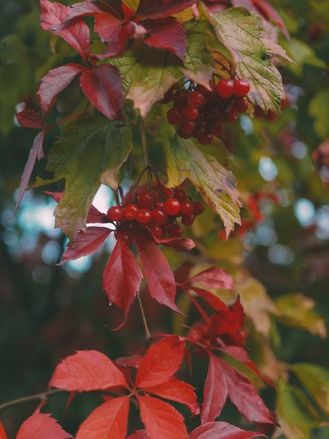 viburnum, guelder rose, arrow-wood Guelder Rose, Dream Garden, Fruit, Wood, Plants