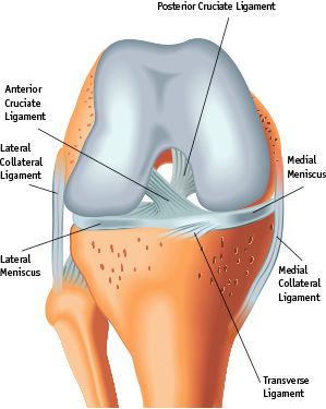 ACL injuries are no joke -- orthopedic surgeon Katy Morris talks about what to do when you've torn or injured your ACL. Acl Rehab, Acl Reconstruction Surgery, Torn Acl, Acl Surgery, Swollen Knee, Hamstring Muscles, Anterior Cruciate Ligament, Knee Problem, Ligament Tear