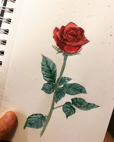 #redrose#watercolor Red Rose Sketch, Rose Pencil Drawing, Red Rose Drawing, Rose Flowers Drawing, Realistic Rose Drawing, Red Rose Painting, Wall Drawing Ideas, Decoration Craft Ideas, Pot Drawing