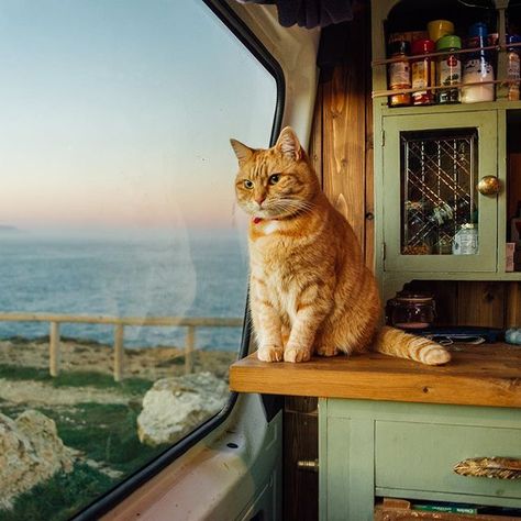 Van Life Aesthetic, Cute Vans, Super Cute Cats, English Channel, Bus Life, Van Living, Bus Camper, Travel Van, Cute Animal Photos