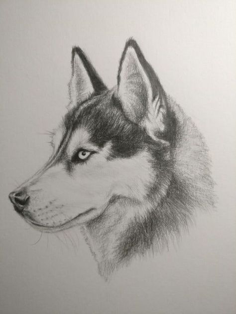 Dog Pencil Drawing, Husky Drawing, Dog Portrait Drawing, Realistic Animal Drawings, Drawings Of Animals, Pencil Drawings Of Animals, Animal Drawings Sketches, Dog Sketch, 강아지 그림