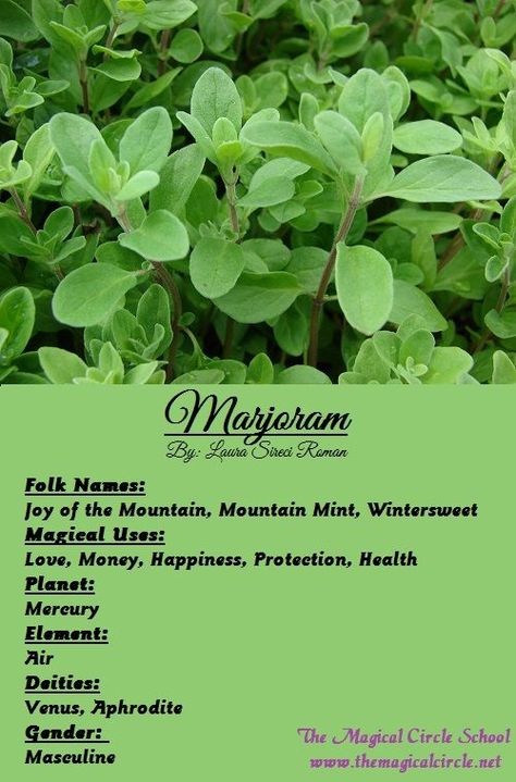 Magical Properties Of - Marjoram Herb Pantry, Sage Ideas, Witches Herbs, Herbal Guide, Plant Knowledge, Herb Magic, Magick Herbs, Hoodoo Rootwork, Medicine Garden