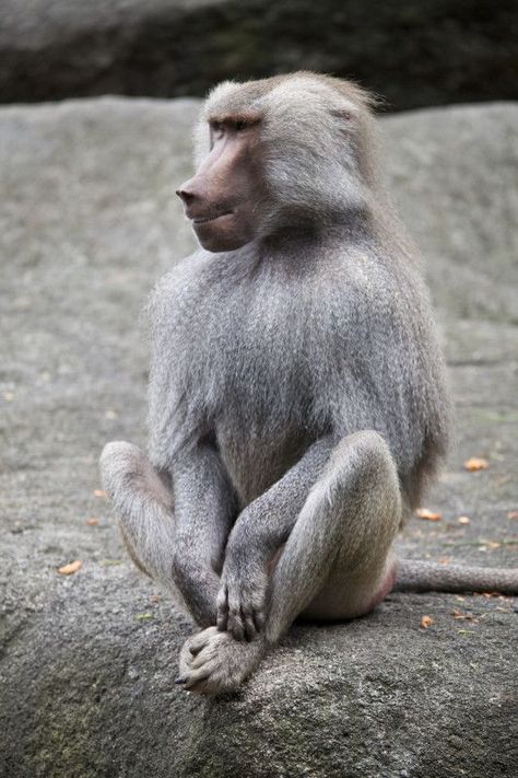 Hamadryas Baboon Baboon Photography, Monkey World, Gorgeous Animals, Animal Study, Animal Reference, Monkeys Funny, Types Of Animals, A Monkey, Monkey Business