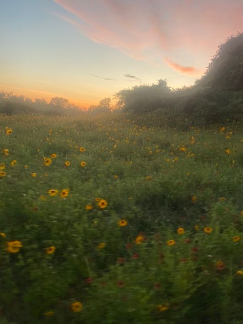 Meadow With Wildflowers, Hunters Eyes, Meadow Core, Kendall Core, Sunflower Field Aesthetic, Meadow Aesthetic, Sunflowers Aesthetic, Dreamy Meadow, Meadow Sunset