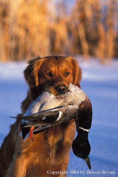 Golden Retriever with bagged duck. Golden Retriever Hunting, Duck Hunting Dogs, Hunting Wallpaper, Hunting Photography, Gamebirds, Crispy Fish, Hunting Life, Fry Recipes, Dipping Sauces