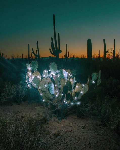 nevver Moody Tv Room, Cactus With Christmas Lights, Texas Christmas Tree, Tom Of Finland Art, Cactus Christmas Trees, Cactus Christmas, Texas Christmas, Dashing Through The Snow, Sing A Song