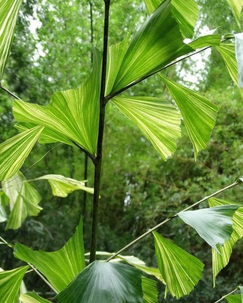 Fishtail Palm Tree, Caryota Mitis, Large Leaf Plants, Sf House, Fishtail Palm, Lime Cream, Zone 10, Fish Tail, Unique Trees