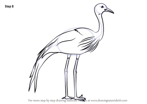 Learn How to Draw a Blue Crane (Birds) Step by Step : Drawing Tutorials Heron Bird Drawing, Blue Crane Drawing, How To Draw A Crane Bird, Blue Crane Bird, Crane Drawing, South Africa Art, Blue Crane, Africa Day, South African Design