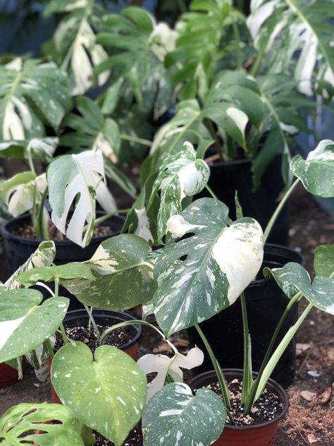 Princess Plant, Philodendron Erubescens, Princess Philodendron, Epipremnum Pinnatum, The White Princess, Princess Nursery, White Princess, Plant Collection, Rare Plants