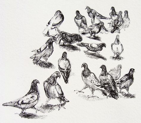 Pigeons on Piazza Santo Spirito - pen&ink drawing 30x41cm 1972 Pigeon Pencil Drawing, Pigeon Art, Pen Ink Drawing, Art News, Gcse Art, Photoshop Tips, Ink Illustrations, Sketch Art, Pen Ink