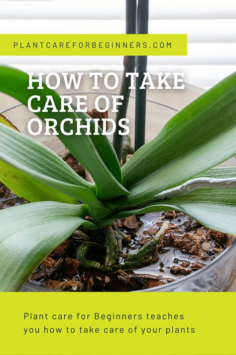 Orchid Leaves Turning Yellow, Care Of Orchids, Orchid Pests, Repotting Orchids, Indoor Orchids, Orchid Fertilizer, Orchid Plant Care, Orchid Roots, Orchid Leaves