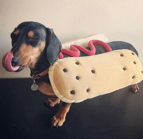 The 55+ Greatest Dachshund Costumes EVER | Page 8 of 18 | The Paws Hot Dog Costume, Dachshund Costume, Hotdog Costume, Doxie Puppies, Doxie Dogs, Long Haired Dachshund, Weenie Dogs, Mini Dachshund, Dog Halloween Costumes