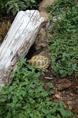 Outdoor Russian Tortoise Enclosure, Russian Tortoise Habitat Outdoor, Outside Tortoise Enclosure, Tortoise Tank Ideas, Russian Tortoise Enclosure, Tortoise Habitat Outdoor, Tortoise Run, Lemon Balm Plant, Outdoor Tortoise Enclosure