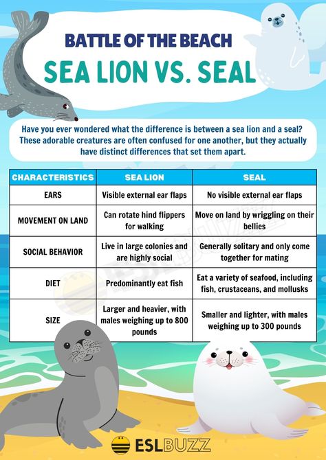 Sea Lion vs. Seal: Spotting the Differences for English Learners Lion Facts, Lion Party, Salish Sea, Underwater Creatures, Social Behavior, Lion Art, Compare And Contrast, Sea Lion, Preschool Worksheets