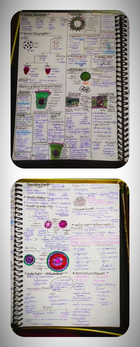 Handwritten detailed short notes 🌼 PAGE=02 ✔️✔️✔️ Anatomy Short Notes, Plant Growth And Development Notes, Anatomy Of Flowering Plants Notes, Anatomy Of Flowering Plants, Notes Biology, Bio Notes, Neet Notes, Plant Notes, Short Notes