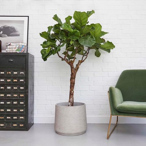 Patch on Instagram: “Fidel, our Ficus tree is the perfect house-tree. He's tough and can cope with less than perfect conditions 🌱. 🌿. 🌺.” Indoor Tree, Corn Plant, Ficus Lyrata, Ficus Tree, Peace Lily, Fiddle Leaf, Liquid Fertilizer, Fiddle Leaf Fig, Free Plants