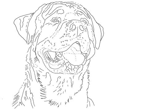 Rottweiler dog Rottweiler Coloring Page, Rottweiler Drawing, Rottweiler Tattoo, Rottweiler Dog, Shiva Art, Dog Drawing, Tattoo Stencils, Pyrography, Pencil Sketch