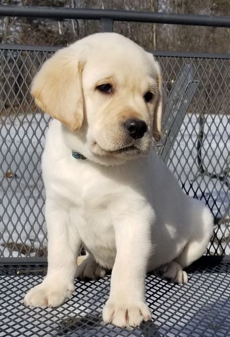 Blonde Labrador, Puppy Necessities, Labrador Puppies For Sale, English Labrador, Yellow Lab Puppies, Labrador Puppies, Lab Dogs, Yellow Labrador, Lab Puppies