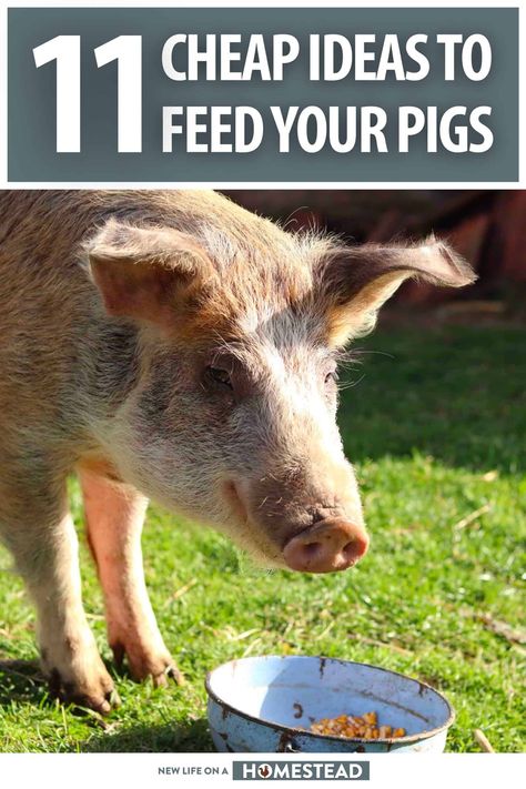 Pig Care Tips, Kunekune Pig Pen Ideas, Pig Hut Ideas, What To Feed Pigs, What Can Pigs Eat, Outdoor Pig Pen Ideas, Homemade Pig Feed, Raising Pigs For Beginners, Pig Pens Ideas