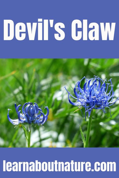 Devil's Claw Devils Claw Uses, Bear Claw Plant, Cats Claw Herb Benefits, Cats Claw Magical Properties, Devils Claw Root Witchcraft, Devils Claw, Wood Spider, About Nature, Annual Plants