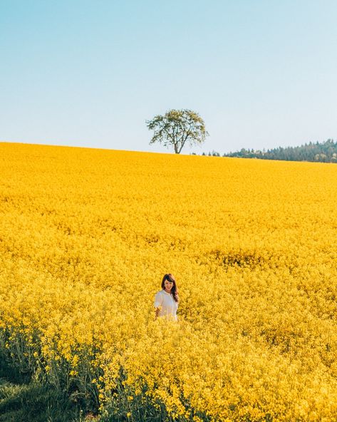 Canola Field, Yellow Field, Yellow Fields, Southern Germany, Farm Photo, Gorgeous Scenery, Fields Photography, Spring Photography, All Food