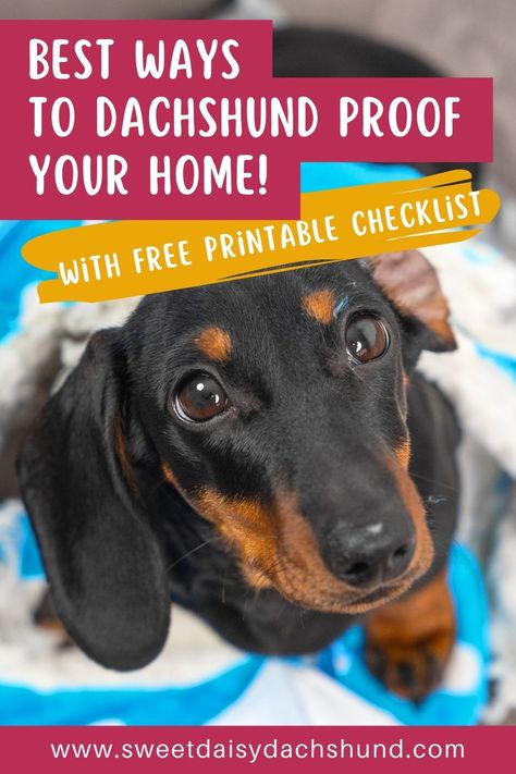 Dachshunds are playful and energetic pets, that can be up to lots of mischief around the house if you are not careful. Learn the best ways to dachshund proof your home before your new puppy moves in. Explore practical tips on how to puppy proof your home and garden to keep your dachshund puppy and your personal belongings safe. With precautions, your home can be a secure and comfortable environment for both you and your pet to enjoy. #dachshund #miniaturedachshund #dachshund puppies #dogtraining First Night With Puppy, Dachshund Tips, Puppy Starter Kit, Miniature Dachshund Puppies, Dachshund Training, Dachshund Breed, Dachshund Dogs, Puppy Proofing, Miniature Dachshunds