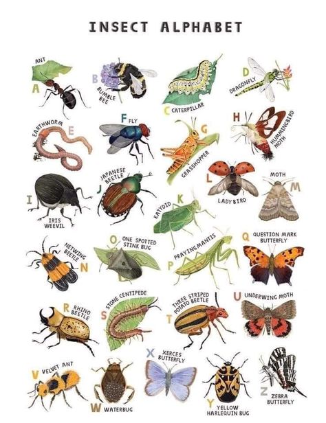 Insect Alphabet, Insect Poster, Insects Preschool, Insects Theme, A2 Poster, Nature Posters, Insect Art, Arthropods, Scientific Illustration