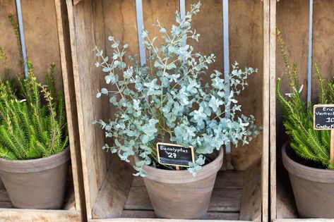 Fafard Growing Fragrant Eucalyptus Indoors - Fafard Growing Eucalyptus In A Pot, Eucalyptus Indoor Plant, Growing Eucalyptus Outside, Eucalyptus Plant Outdoor, Planting Eucalyptus Outside, Growing Eucalyptus Indoors, How To Grow Eucalyptus Indoors, Eucalyptus Growing, Eucalyptus Plant Care