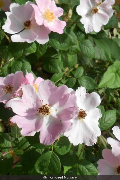 Rosa carolina (Carolina rose) | Izel Native Plants Straw Mulch, Plant Needs, Mulch, Planting Seeds, All Plants, Native Plants, Soil, Perennials, Paper Crafts