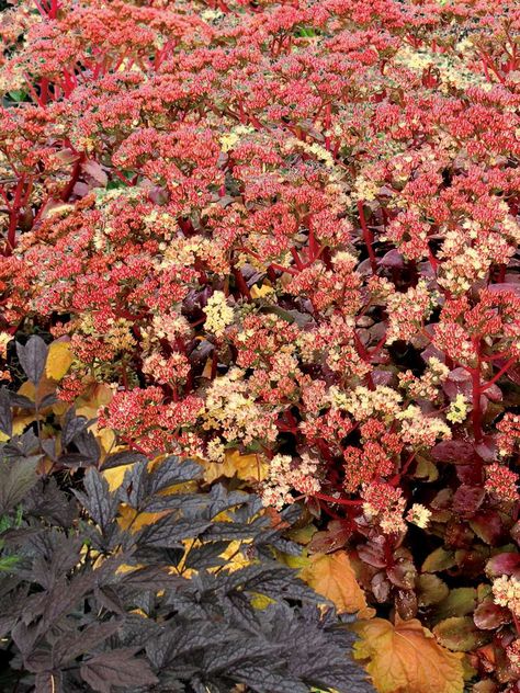 Peach Pearls - Danziger Stonecrop Sedum, Rose Gold Flower, Pollinator Garden, Pink Leaves, Flower Display, Water Flowers, Types Of Plants, Container Plants, Hummingbirds