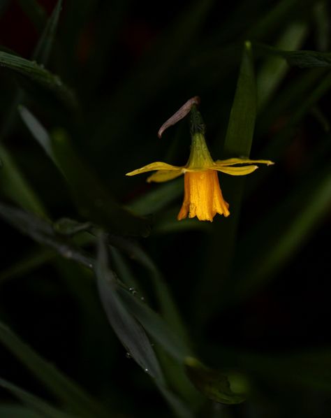 . Wind and rain, that's enough April showers I want the May flowers. Anyone else trying not to trample on the ground too much? I tiptoed around taking a few photos of optimistic flowers standing out against the general gloom. #alittlebeautyeveryday #slowsimpleseasonal #annemacintyre #flowerphotography #floralphotography #fineartflowers #botanicalphotography #tulip #heather #dark_macro_art #flowerslovethedark #mygardentoday #inmygardentoday #smallgarden #gardenphotography #britishflowers #... Macro Art, British Flowers, Garden Photography, Wind And Rain, Floral Photography, April Showers, Flower Stands, May Flowers, On The Ground