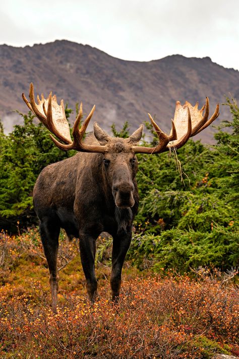 "Fine art wildlife print of a giant Alaska bull moose standing on the tundra. Taken by KAR Photography in Alaska. Prints are available in 4x6\", 8x12\", 12x18\", 16x24\", 20x30\" and 24x36\" Prints are on high quality matte finish high quality photo paper from Bay Photo. Free shipping is included in the United States. Message us for custom sizes, orders, or shipments. More images available at www.karphotography.net www.instagram.com/karphotography www.facebook.com/karphotography.mn" Moose Pics, Moose Pictures, Moose Deer, Deer Species, Bull Moose, American Animals, Wildlife Prints, Wildlife Photos, Majestic Animals